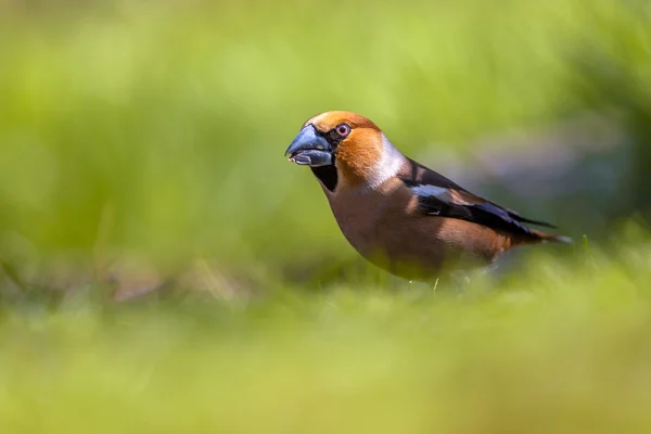 Hawfinch promenader i ett grönt gräs — Stockfoto