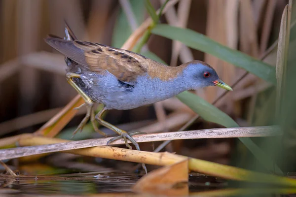 Маленька Crake — стокове фото