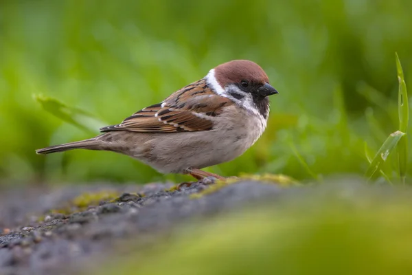 Tree sparrow — Stock Photo, Image