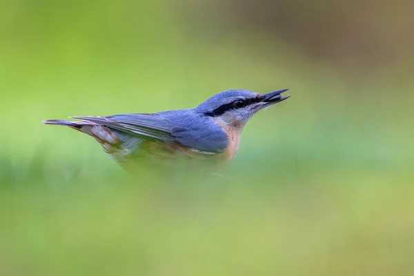 Nötväcka — Stockfoto