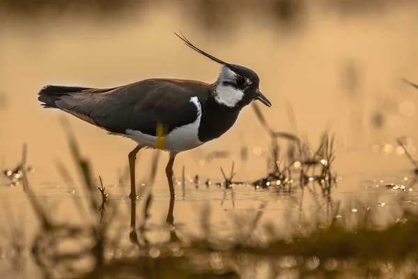 Espalda iluminado macho norte lapwing — Foto de Stock