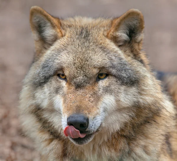 Lobo cinzento perigoso lambendo sua boca Imagens De Bancos De Imagens