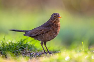 Kadın ortak blackbird yeşil arka plan