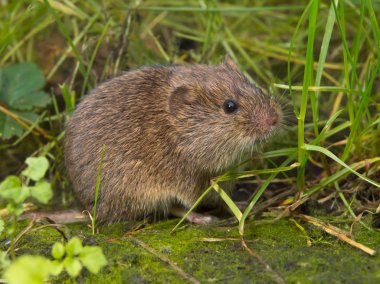 Vield vole (Microtus agrestis) clipart