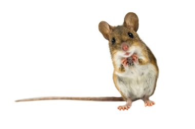 Surprised Field Mouse with clipping path clipart