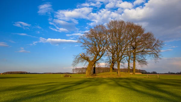 Stora träd på en tumulus grave mound i ljusa färger — Stockfoto