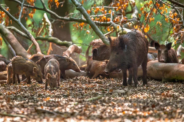 Familie van wilde zwijnen door boom — Stockfoto