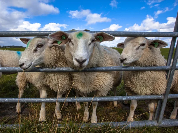 Texel moutons regarder — Photo