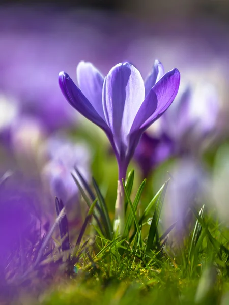 Crocus floreciendo en el primer sol en marzo — Foto de Stock