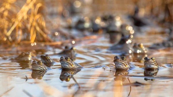 Grupo de rãs comuns — Fotografia de Stock