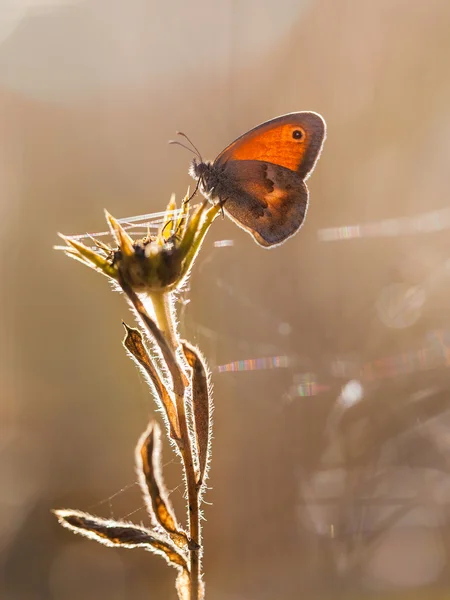 Sabah küçük Heath kelebek (Coenonympha pamphilus) arkadan aydınlatmalı — Stok fotoğraf