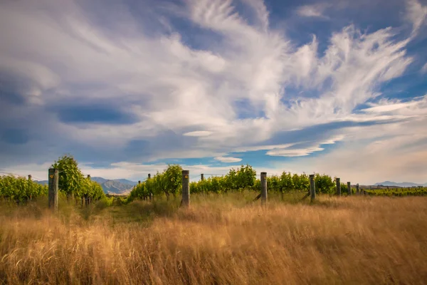 New zealand vineyard near Blenheim long exposure — Stock Photo, Image