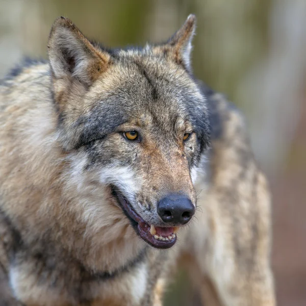 Retrato de um lobo cinzento ameaçador — Fotografia de Stock