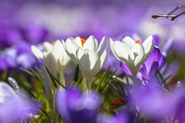 Beyaz crocusses mor çiçekler açan — Stok fotoğraf