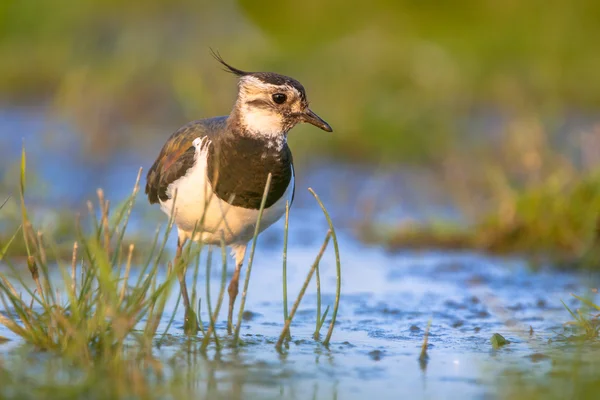 Sığ suda gölet ve göllerde kız kuşu — Stok fotoğraf