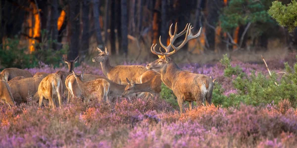Grup kırmızı geyik