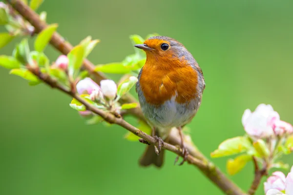Robin on a branch with white flowers — Stock Photo, Image