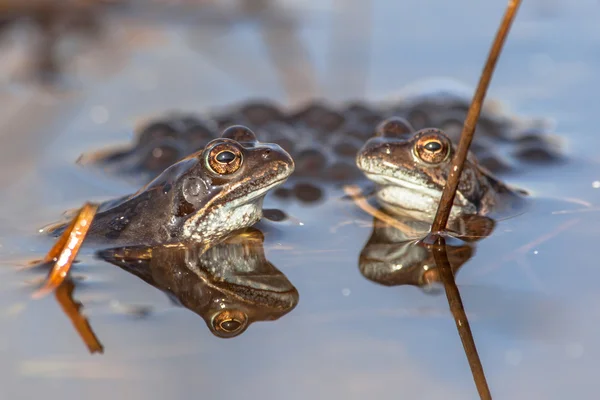 Dvě společné žáby s spawn — Stock fotografie