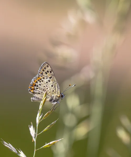 Sooty mariposa de cobre Descanso sobre hierba con espalda verde y rosa —  Fotos de Stock