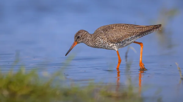 Rotschenkel im flachen Wasser — Stockfoto