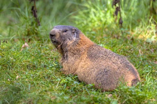 Alpine marmot looking backward — Stock Photo, Image