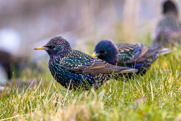 Manliga gemensamma starling i en gräsplan — Stockfoto