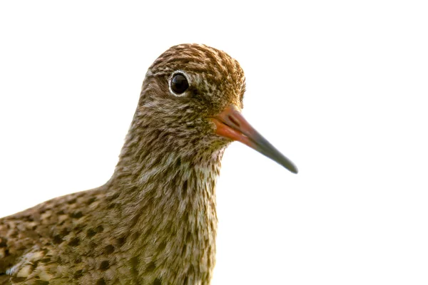 Head Common Redshank white background — Stock Photo, Image