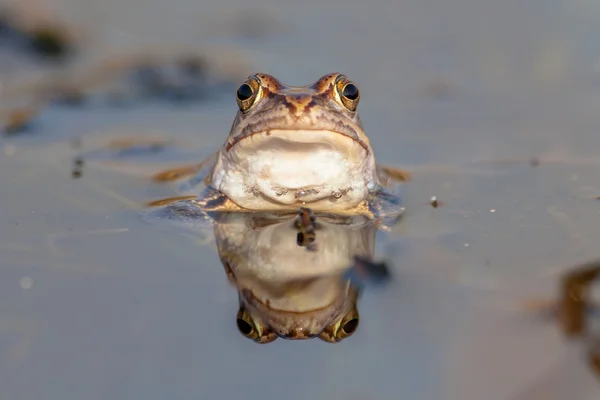 Funny frog head frontal view — Stock Photo, Image