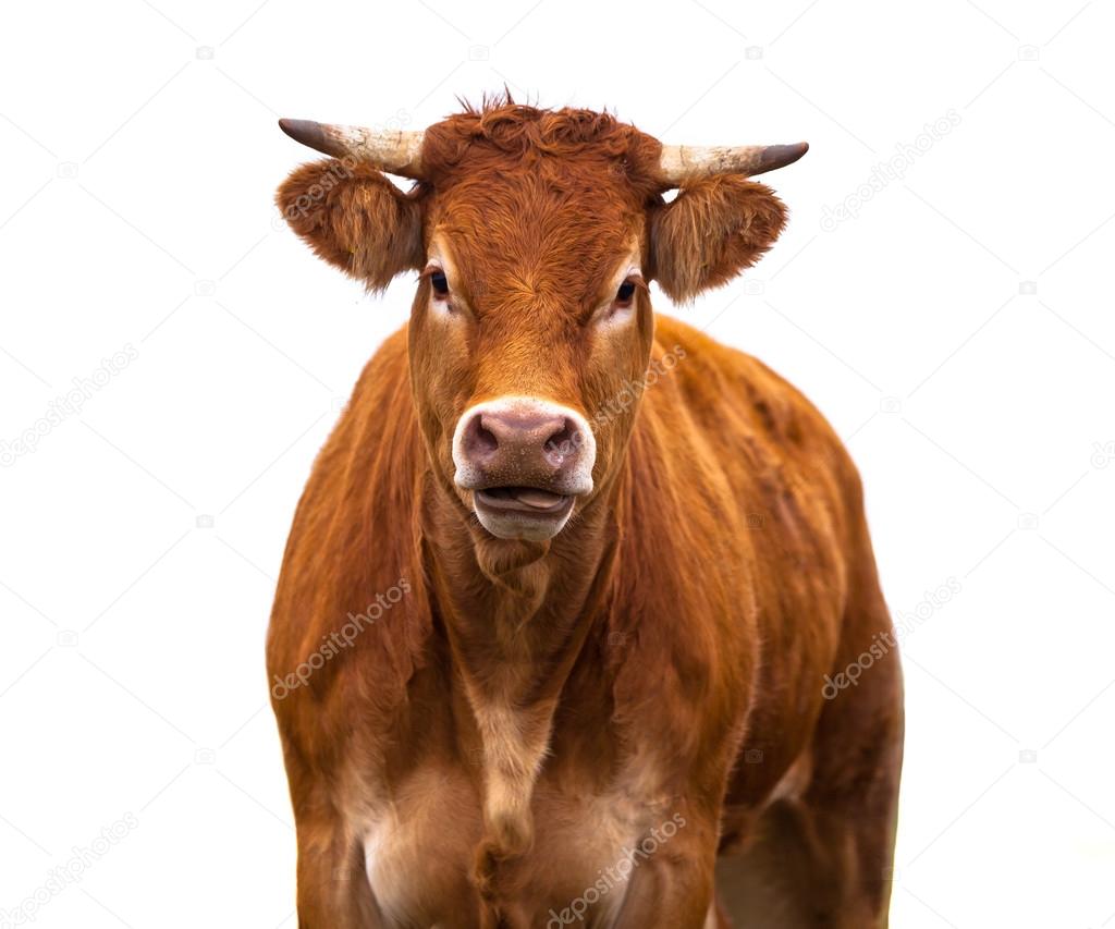Funny Cow on white