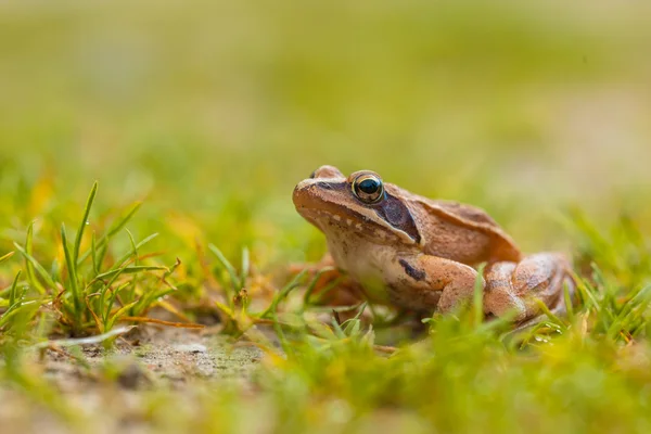 Canlı renkli çevik kurbağa — Stok fotoğraf