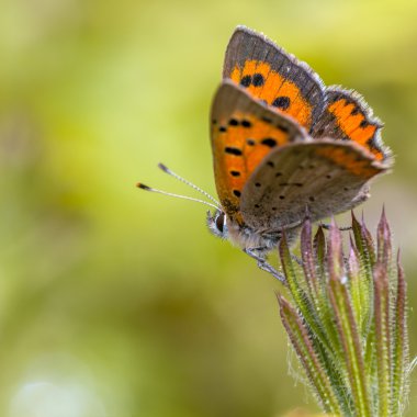 Colorful Small Copper Butterfly  clipart