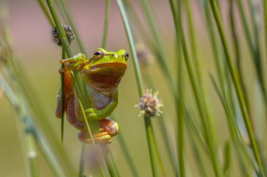 Tırmanma yeşil Avrupa ağaç kurbağası