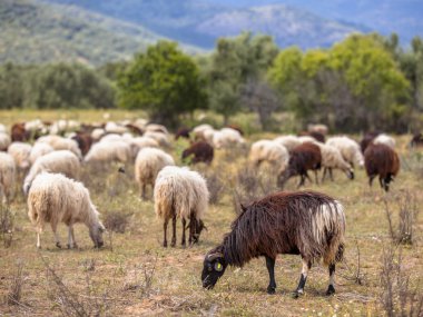 Yunanistan'da organik tarım
