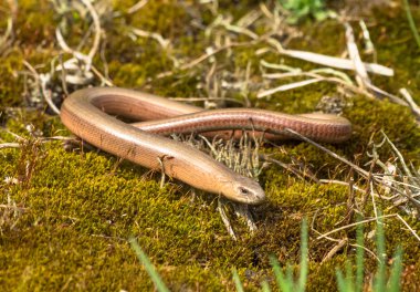 Anguis fragilis üzerinde yeşil yosun