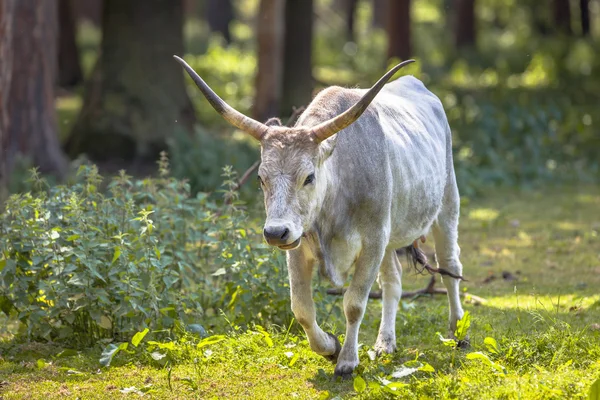 Hungarian Grey cattle — Stock Photo, Image