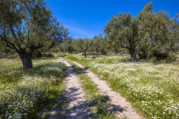 Kamenná cesta přes olivový háj — Stock fotografie