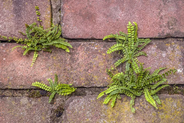 Spleenwort de Avencas — Fotografia de Stock