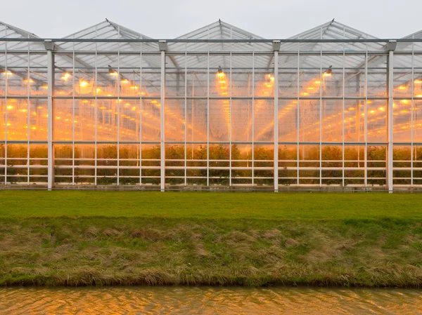 Background of a commercial glasshouse — Stock Photo, Image