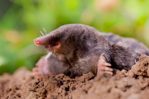 Mole (Talpa europaea) em Ambiente Natural — Fotografia de Stock