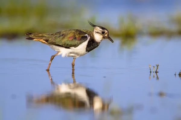 Wading Northern Lapwing — Stock Photo, Image