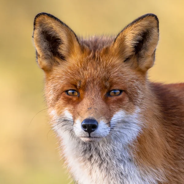 Ritratto di volpe rossa — Foto Stock