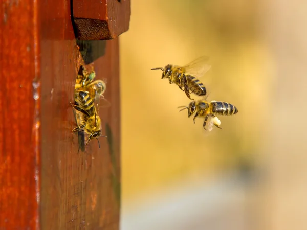 Eingang zum Bienenvolk — Stockfoto