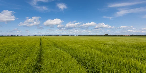 Ackerland Landschaft Sommer — Stockfoto