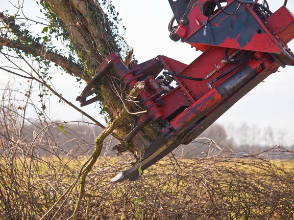 Gru di taglio albero in azione — Foto Stock