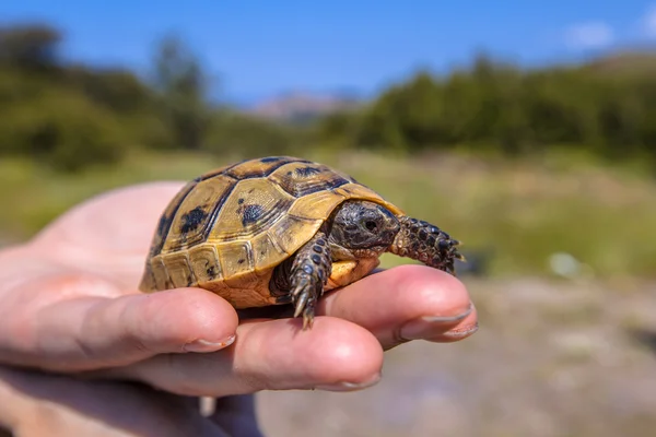 Молодая бедренная черепаха под рукой — стоковое фото