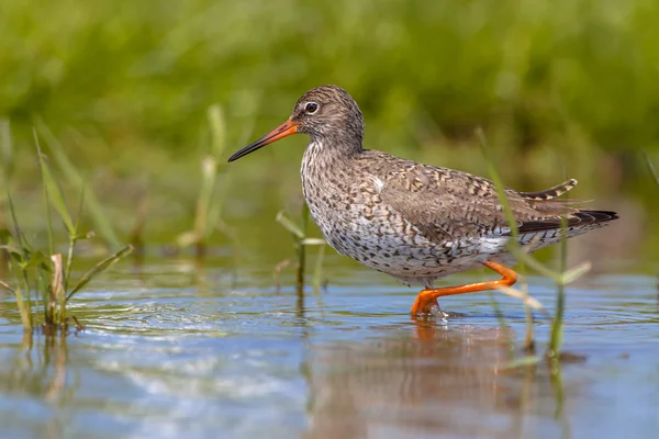 Ortak Redshank gölet ve göllerde — Stok fotoğraf