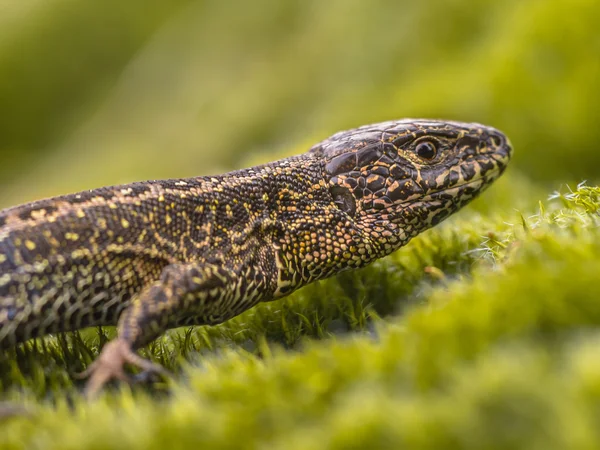 Wild zand Lizard close-up — Stockfoto