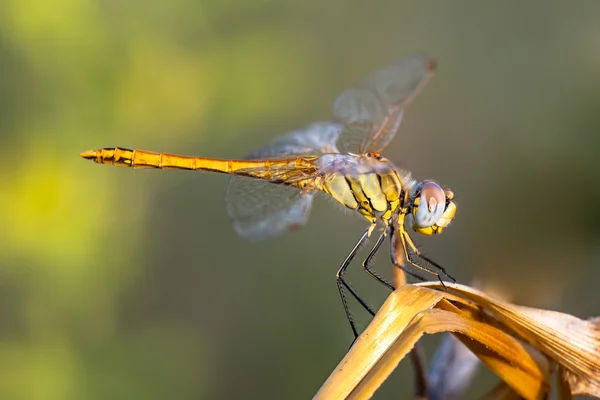 Red żyłkami Darter Dragonfly siedzi na zakładzie — Zdjęcie stockowe