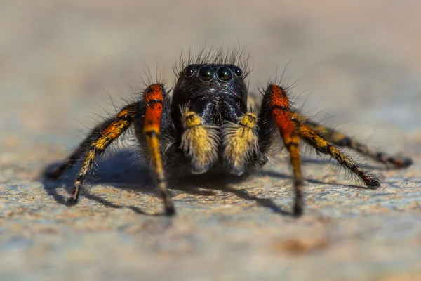 Aranha saltitante vermelha e preta — Fotografia de Stock