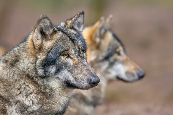 İki dinlenme gri Wolfs portresi Stok Fotoğraf